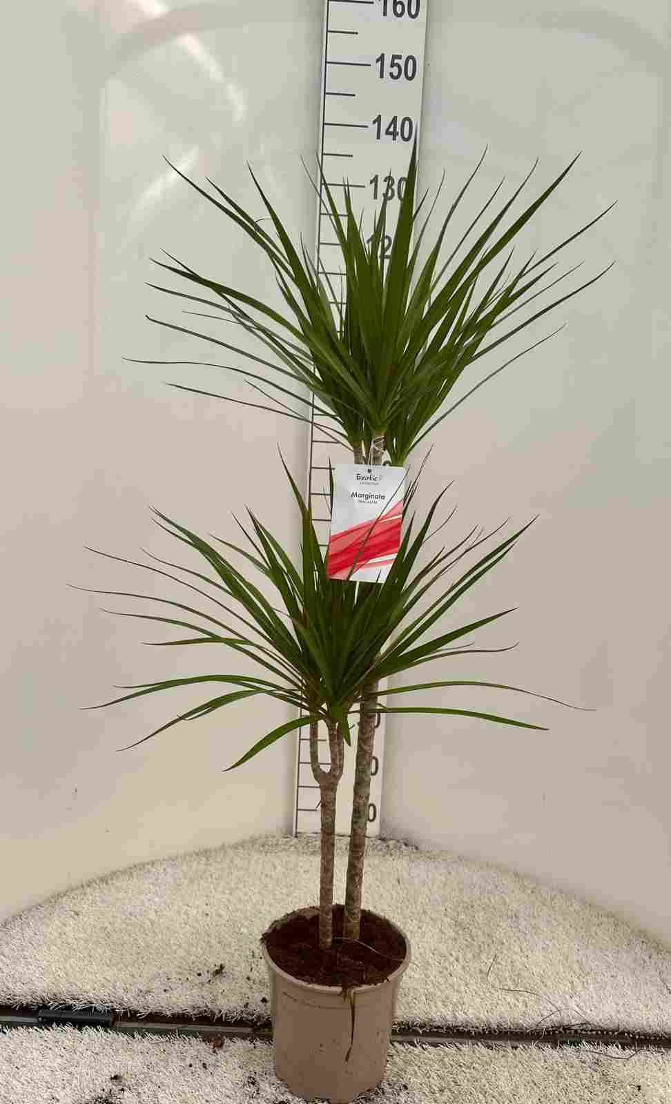 DRACAENA MARGINATA C 20 60.30 CM
